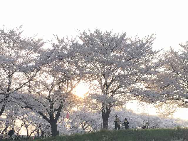 深山の桜 画像
